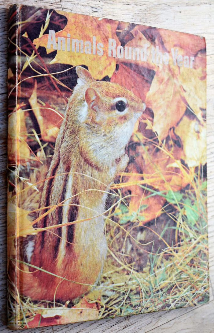 Animals Round The Year Image