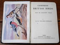 Common British Birds And How To Identify Them