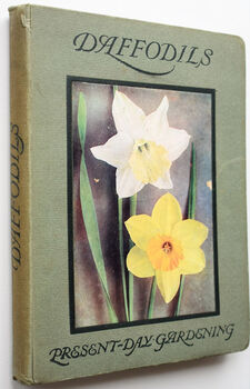 Daffodils
